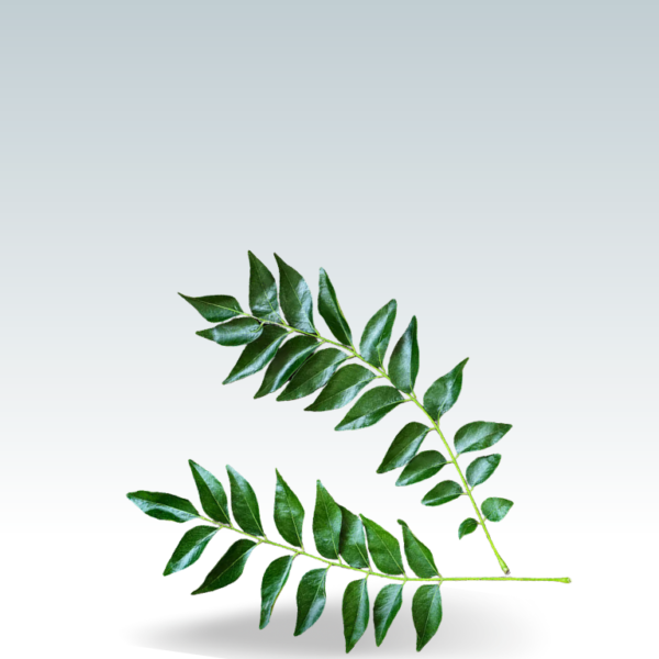 Curry Leaves (Kadipatta)