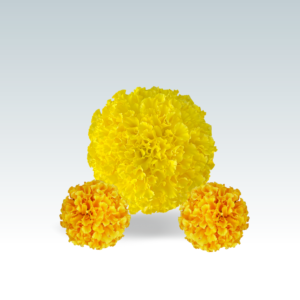 Marigold (Zendu)-Yellow