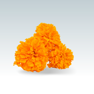 Marigold (Zendu) -Orange